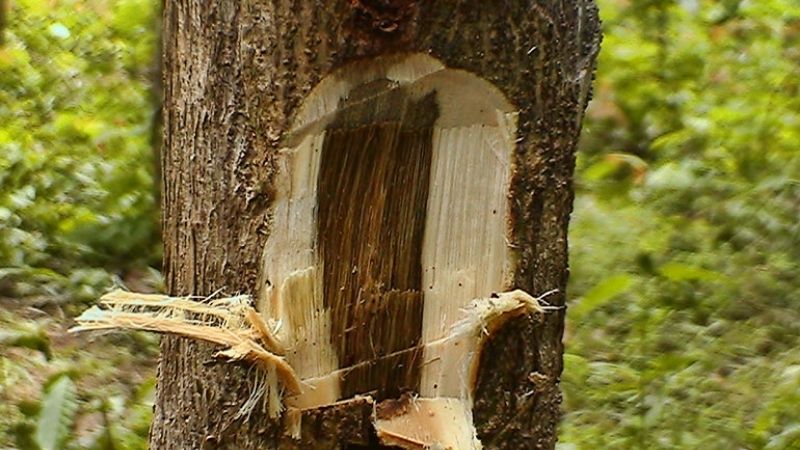 Agarwood formation inside an Aquilaria tree trunk showing dark resin-rich wood contrasted with pale natural wood