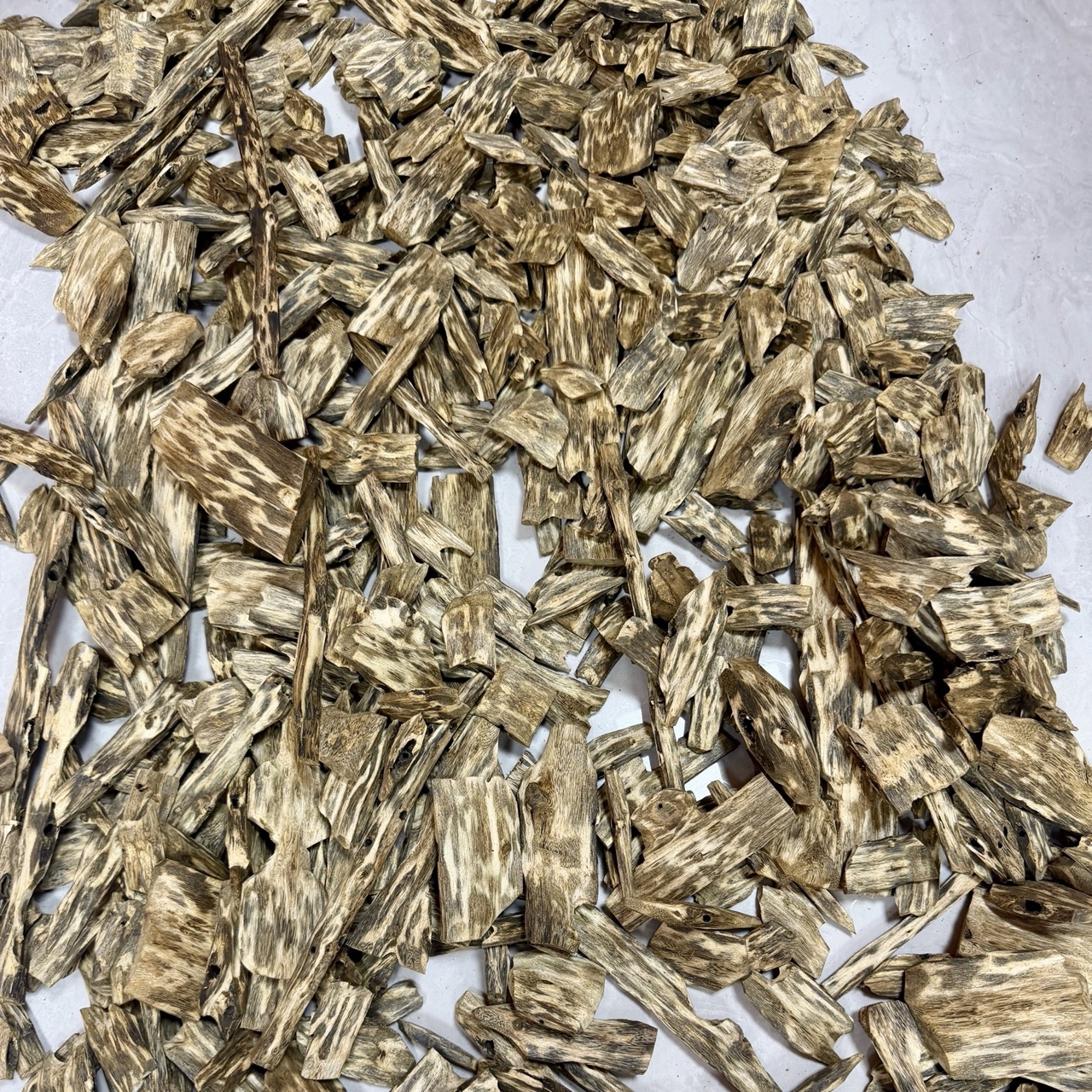 Drzewa Aquilaria sinensis rosnące naturalnie w środowisku tropikalnym