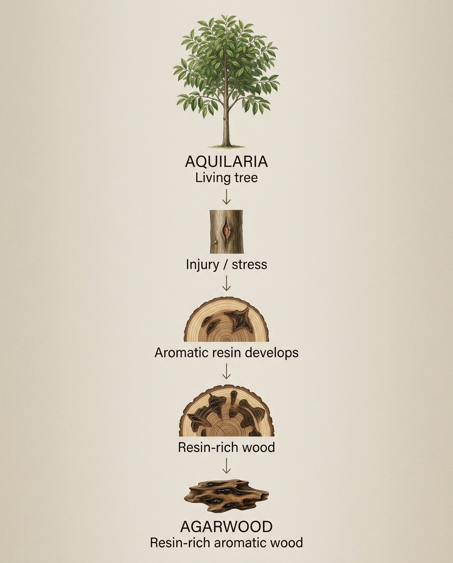 Edukacyjny diagram pokazujący zależność między drzewem Aquilaria, rozwojem żywicy, jej gromadzeniem i agarwood