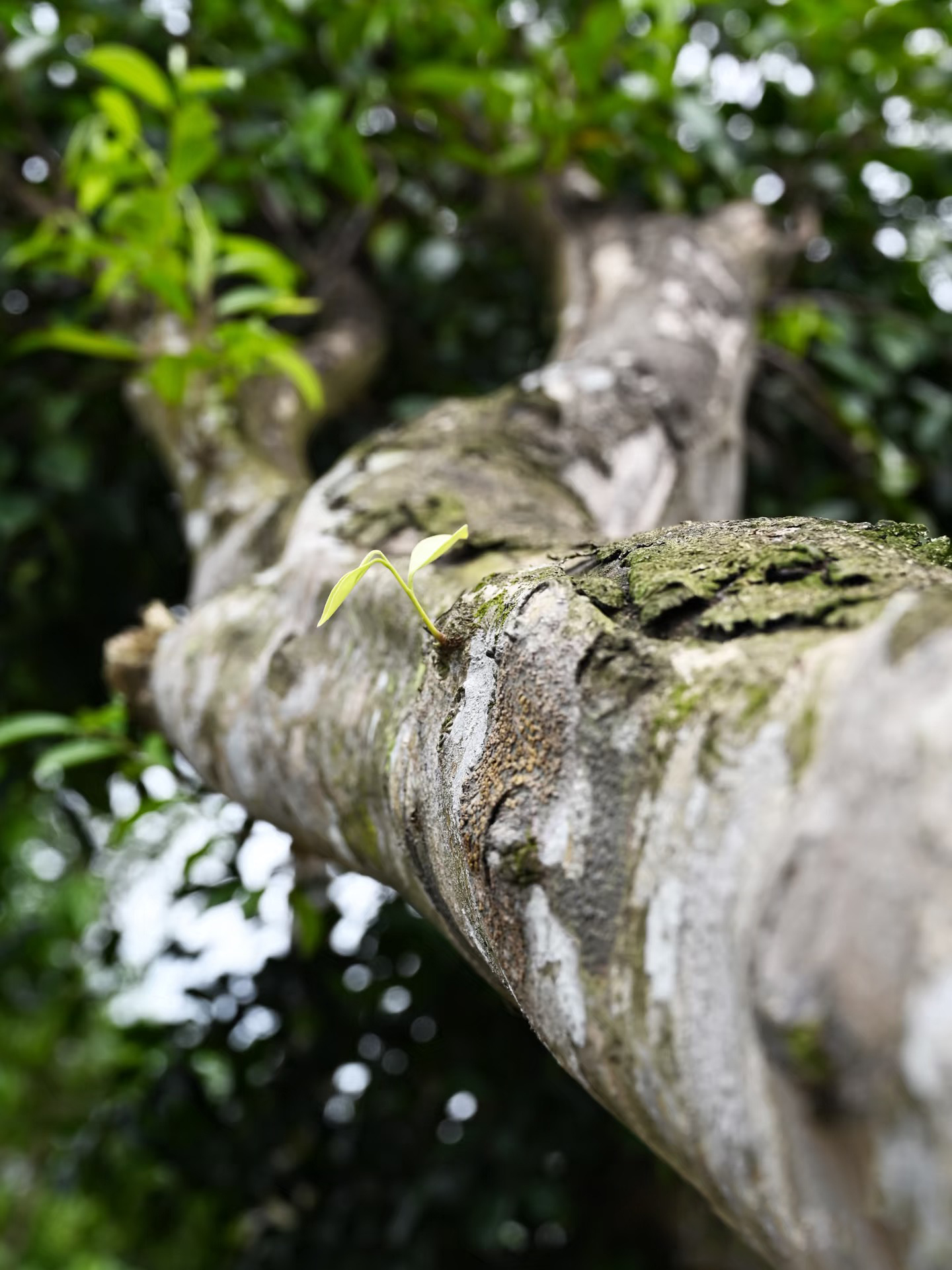 Tree growth in a forest setting