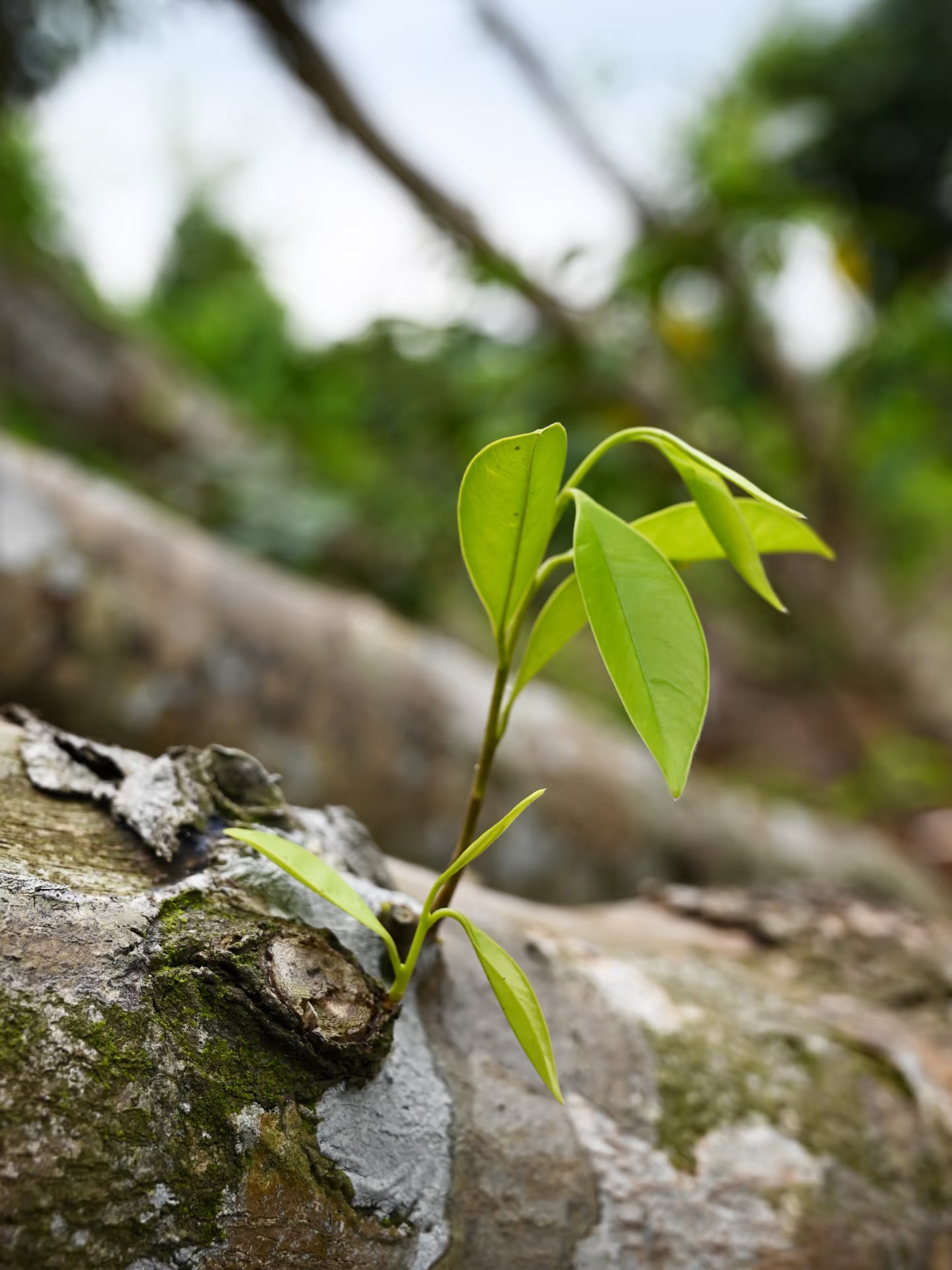New growth emerging from a living tree