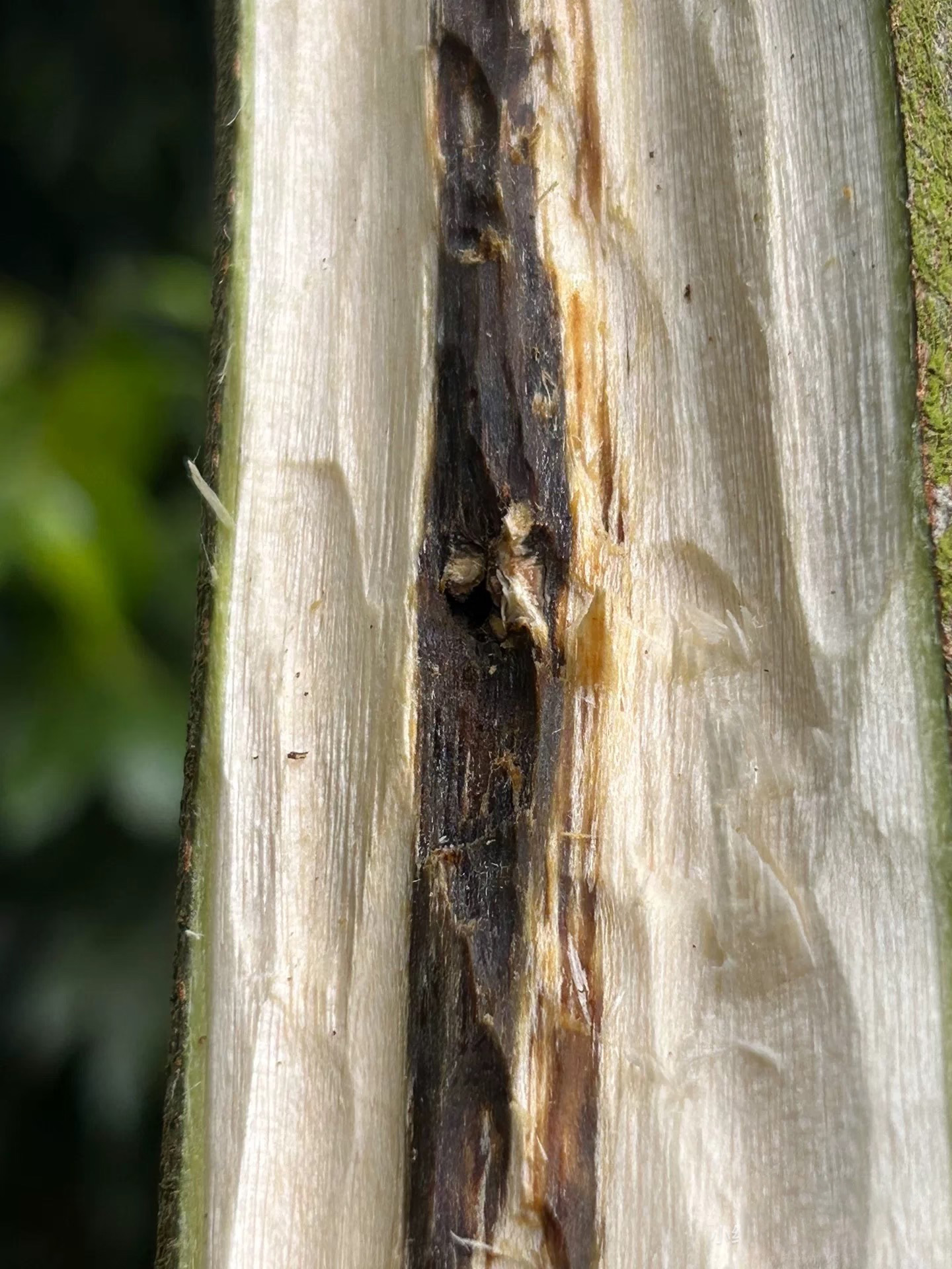 A resin-rich dark area developing within the wood of an Aquilaria tree
