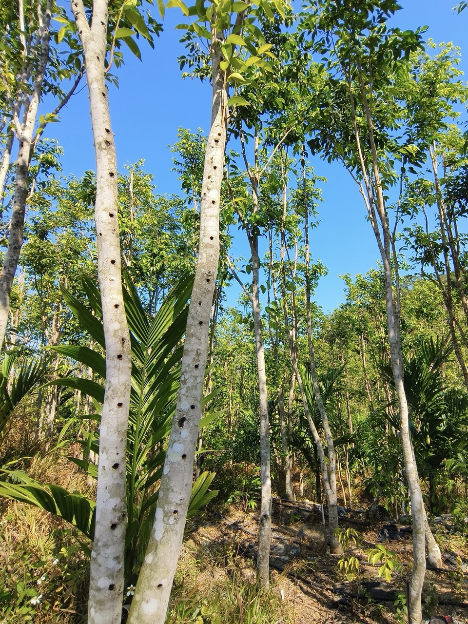 Aquilaria trees growing in a tropical forest environment