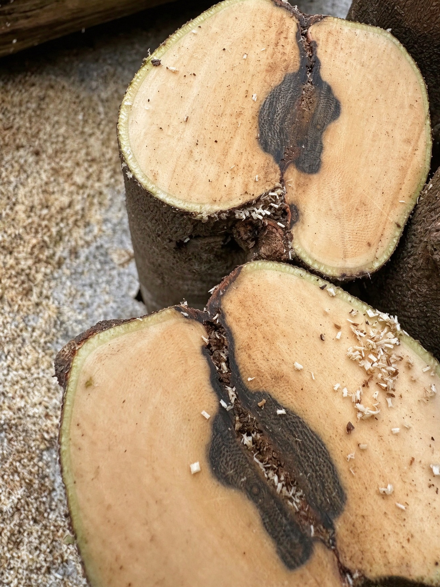 Cross-section of agarwood raw material showing dark resin-rich areas within lighter wood